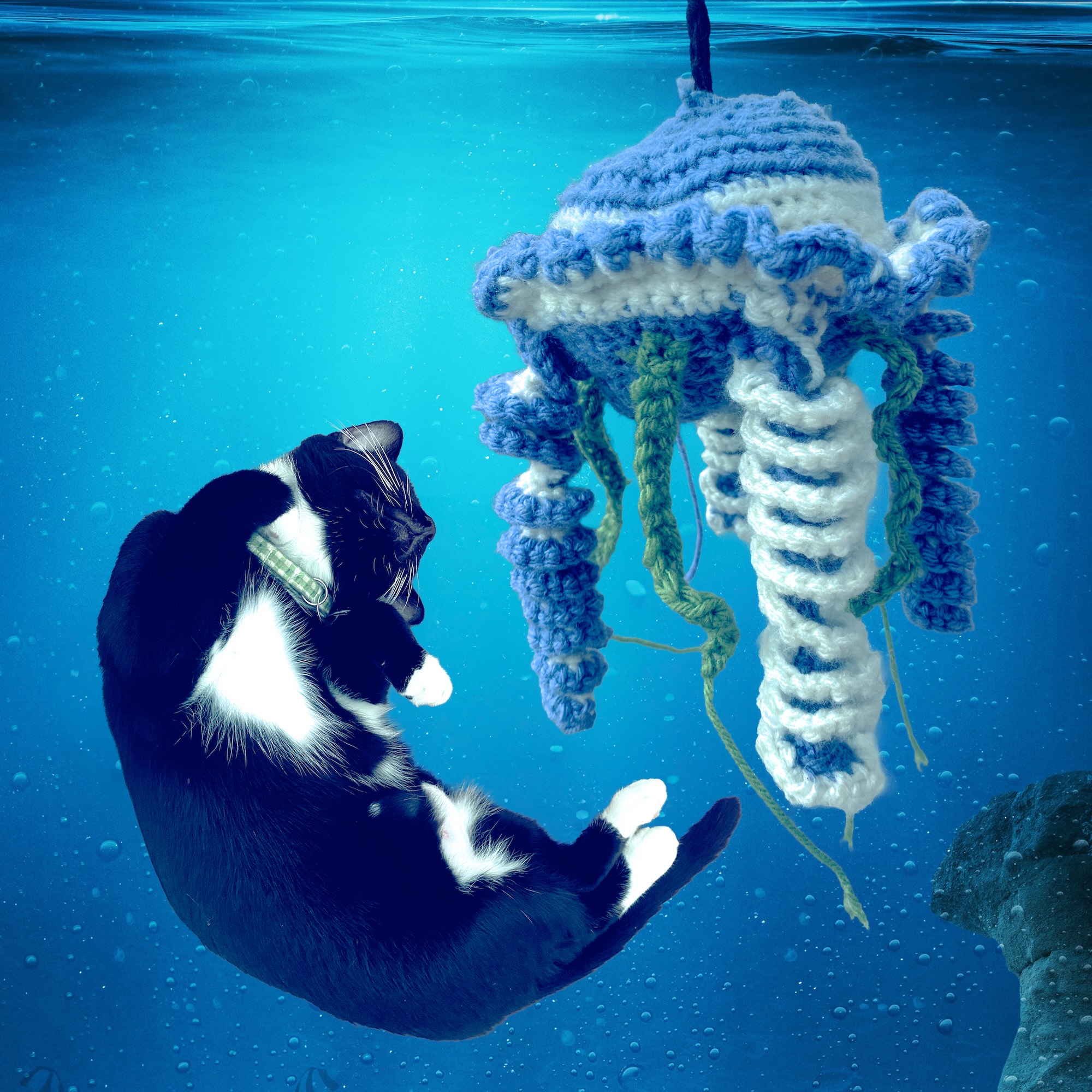 Jellyfish